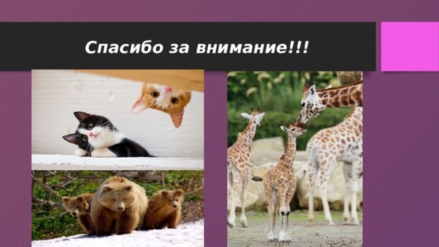 Спасибо за внимание!!! 