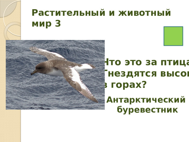 Растительный и животный мир 3 Что это за птица? Гнездятся высоко в горах? Антарктический буревестник 