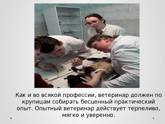 Как и во всякой профессии, ветеринар должен по крупицам собирать бесценный практический опыт. Опытный ветеринар действует терпеливо, мягко и уверенно. 