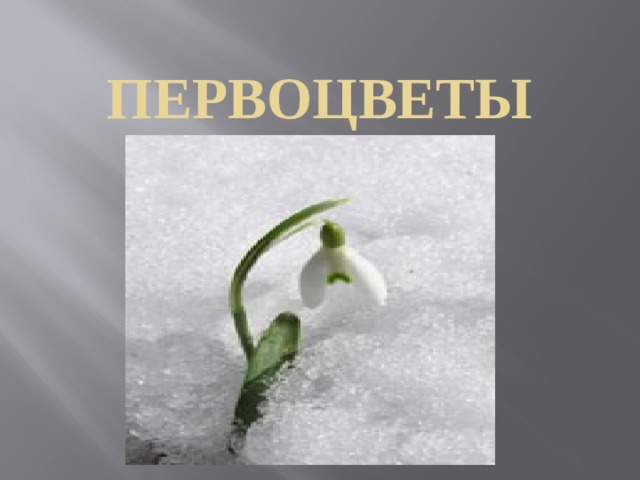 Первоцветы 