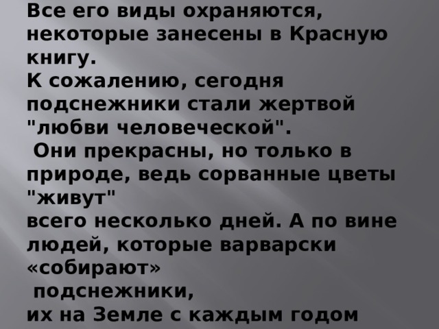 Подснежник – редкий цветок.   Все его виды охраняются, некоторые занесены в Красную книгу. К сожалению, сегодня подснежники стали жертвой 