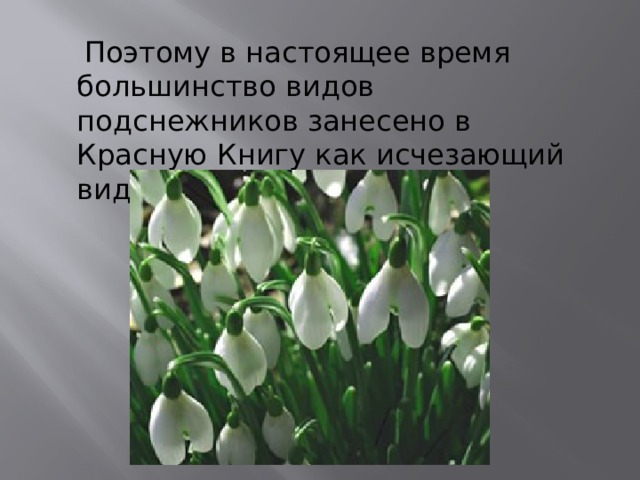  Поэтому в настоящее время большинство видов подснежников занесено в Красную Книгу как исчезающий вид, собирать их нельзя. 