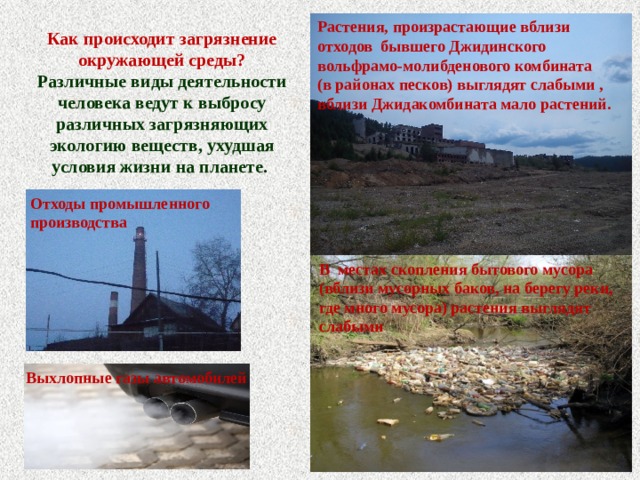 Растения, произрастающие вблизи отходов бывшего Джидинского вольфрамо-молибденового комбината (в районах песков) выглядят слабыми , вблизи Джидакомбината мало растений. Как происходит загрязнение окружающей среды? Различные виды деятельности человека ведут к выбросу различных загрязняющих экологию веществ, ухудшая условия жизни на планете.  Отходы промышленного производства В местах скопления бытового мусора (вблизи мусорных баков, на берегу реки, где много мусора) растения выглядят слабыми Выхлопные газы автомобилей 