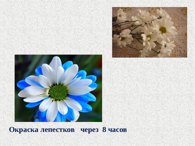 Окраска лепестков через 8 часов 