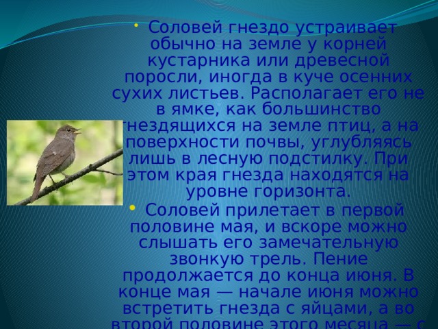  Соловей гнездо устраивает обычно на земле у корней кустарника или древесной поросли, иногда в куче осенних сухих листьев. Располагает его не в ямке, как большинство гнездящихся на земле птиц, а на поверхности почвы, углубляясь лишь в лесную подстилку. При этом края гнезда находятся на уровне горизонта.   Соловей прилетает в первой половине мая, и вскоре можно слышать его замечательную звонкую трель. Пение продолжается до конца июня. В конце мая — начале июня можно встретить гнезда с яйцами, а во второй половине этого месяца — с птенцами. Отлет проходит в конце августа — сентябре. та сухих листьев (иногда несколько выше) и переходят в него незаметно. 