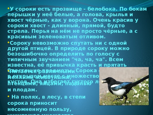 У сороки есть прозвище - белобока. По бокам перышки у неё белые, а голова, крылья и хвост чёрные, как у ворона. Очень красив у сороки хвост - длинный, прямой, будто стрела. Перья на нём не просто чёрные, а с красивым зеленоватым отливом. Сороку невозможно спутать ни с одной другой птицей. В природе сороку можно безошибочно определить по голосу с типичным звучанием 