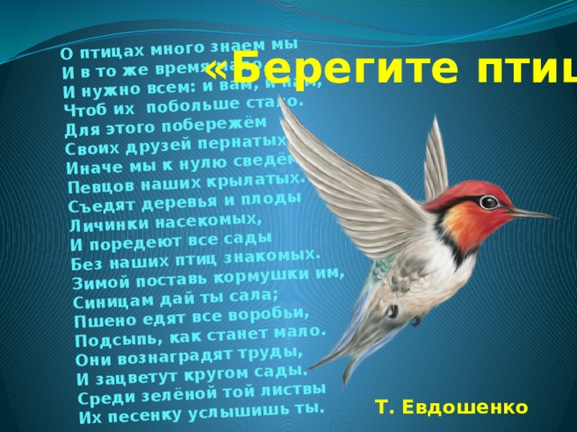  О птицах много знаем мы И в то же время мало, И нужно всем: и вам, и нам, Чтоб их побольше стало. Для этого побережём Своих друзей пернатых, Иначе мы к нулю сведём Певцов наших крылатых. Съедят деревья и плоды Личинки насекомых, И поредеют все сады Без наших птиц знакомых. Зимой поставь кормушки им, Синицам дай ты сала; Пшено едят все воробьи, Подсыпь, как станет мало. Они вознаградят труды, И зацветут кругом сады. Среди зелёной той листвы Их песенку услышишь ты. « Берегите птиц » . Т. Евдошенко 