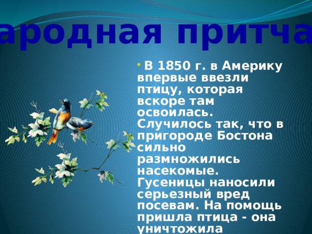 Народная притча:  В 1850 г. в Америку впервые ввезли птицу, которая вскоре там освоилась. Случилось так, что в пригороде Бостона сильно размножились насекомые. Гусеницы наносили серьезный вред посевам. На помощь пришла птица - она уничтожила насекомых - вредителей. В знак благодарности жители поставили ей памятник в центральном парке г. Бостона. 