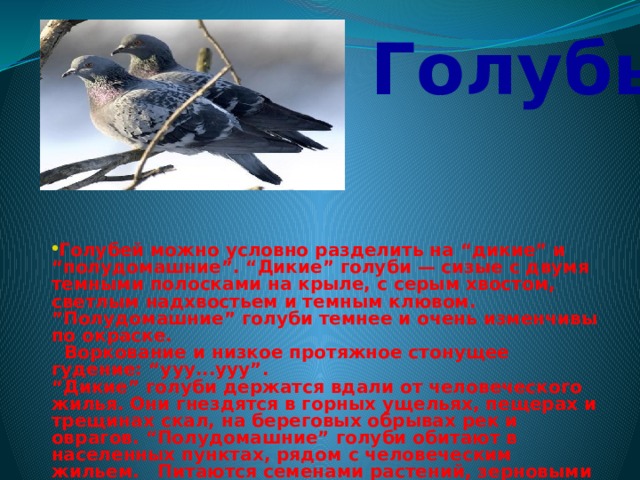  Голубь Голубей можно условно разделить на “дикие” и “полудомашние”. “Дикие” голуби — сизые с двумя темными полосками на крыле, с серым хвостом, светлым надхвостьем и темным клювом. ”Полудомашние” голуби темнее и очень изменчивы по окраске.    Воркование и низкое протяжное стонущее гудение: “ууу...ууу”.  “Дикие” голуби держатся вдали от человеческого жилья. Они гнездятся в горных ущельях, пещерах и трещинах скал, на береговых обрывах рек и оврагов. “Полудомашние” голуби обитают в населенных пунктах, рядом с человеческим жильем. Питаются семенами растений, зерновыми культурами.  Гнездятся обычно колониями, устраивая гнезда в углублениях скал или в пещерах. 