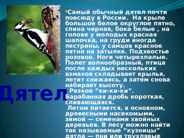 Самый обычный дятел почти повсюду в России. На крыле большое белое округлое пятно, спина черная, бока белые , на голове у молодых красная шапочка, на груди иногда пестрины, у самцов красное пятно на затылке. Подхвостье розовое. Ноги четырехпалые. Полет волнообразный, птица после каждых нескольких взмахов складывает крылья, летит снижаясь, а затем снова набирает высоту.    Резкое “ки-ки-ки”. Барабанная дробь короткая, сливающаяся.  Летом питается, в основном, древесными насекомыми, зимой — семенами хвойных деревьев. В лесу можно найти так называемые “кузницы” дятла — пни или трухлявые стволы, в щелях которых он заклинивает шишки и желуди, чтобы было удобнее расклевать. Весной часто пьет березовый сок, оставляя на стволах аккуратные горизонтальные ряды маленьких отверстий в бересте. Нередко поедает яйца и птенцов, разоряя гнезда мелких воробьиных птиц. Дятел 