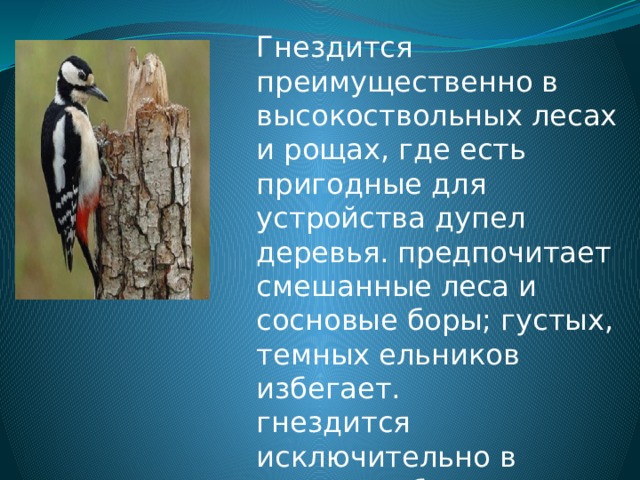 Гнездится преимущественно в высокоствольных лесах и рощах, где есть пригодные для устройства дупел деревья. предпочитает смешанные леса и сосновые боры; густых, темных ельников избегает.  гнездится исключительно в дуплах либо сухих, либо живых деревьев, которые выдалбливает преимущественно в мягких породах (осине, ольхе), на высоте 1 – 10м. 