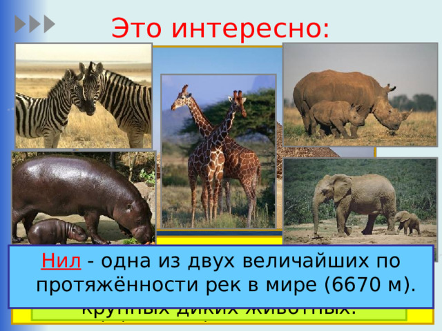 Это интересно: Египетские пирамиды - представляют собой огромные каменные сооружения, которые использовались качестве гробниц для фараонов Древнего Египта. Нил - одна из двух величайших по протяжённости рек в мире (6670 м). Нигде в мире не осталось столько крупных диких животных. 