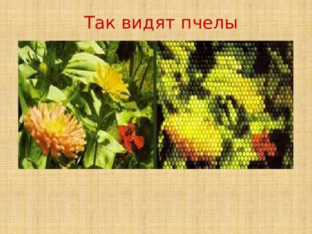 Так видят пчелы            