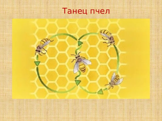 Танец пчел            