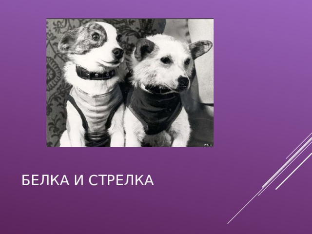БЕЛКА И СТРЕЛКА 