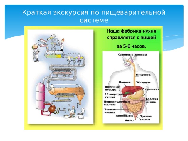 Краткая экскурсия по пищеварительной системе   