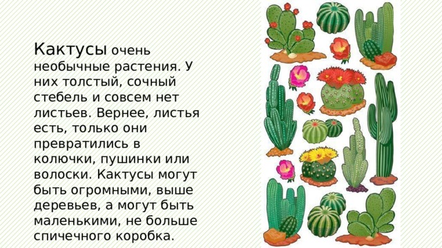 Кактусы очень необычные растения. У них толстый, сочный стебель и совсем нет листьев. Вернее, листья есть, только они превратились в колючки, пушинки или волоски. Кактусы могут быть огромными, выше деревьев, а могут быть маленькими, не больше спичечного коробка. 