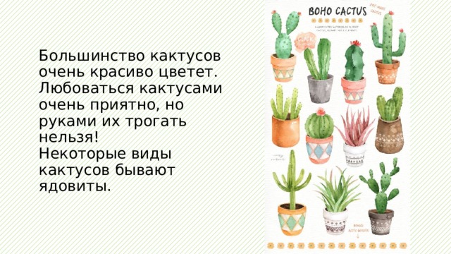 Большинство кактусов очень красиво цветет. Любоваться кактусами очень приятно, но руками их трогать нельзя!  Некоторые виды кактусов бывают ядовиты. 