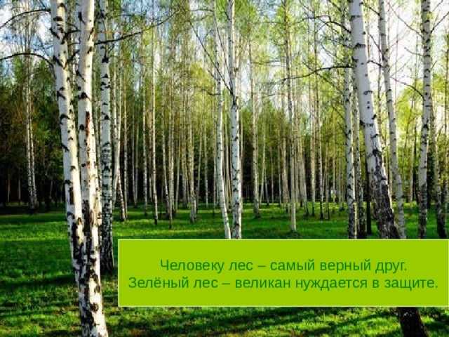 Человеку лес – самый верный друг. Зелёный лес – великан нуждается в защите. 