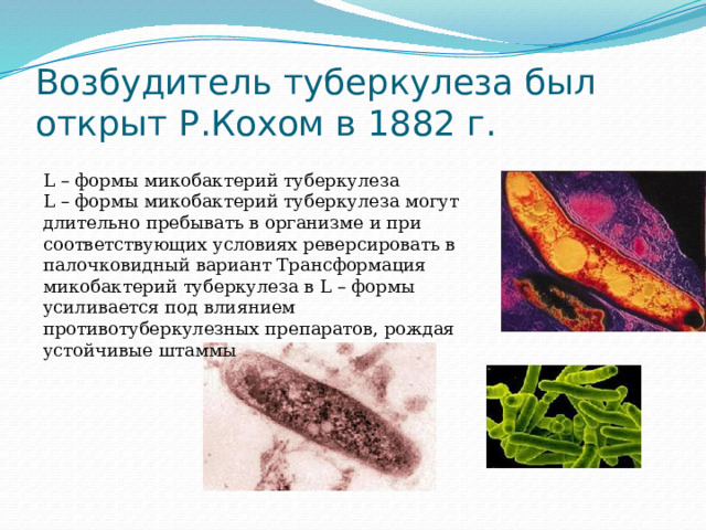 Возбудитель туберкулеза был открыт Р.Кохом в 1882 г. L – формы микобактерий туберкулеза L – формы микобактерий туберкулеза могут длительно пребывать в организме и при соответствующих условиях реверсировать в палочковидный вариант Трансформация микобактерий туберкулеза в L – формы усиливается под влиянием противотуберкулезных препаратов, рождая устойчивые штаммы 