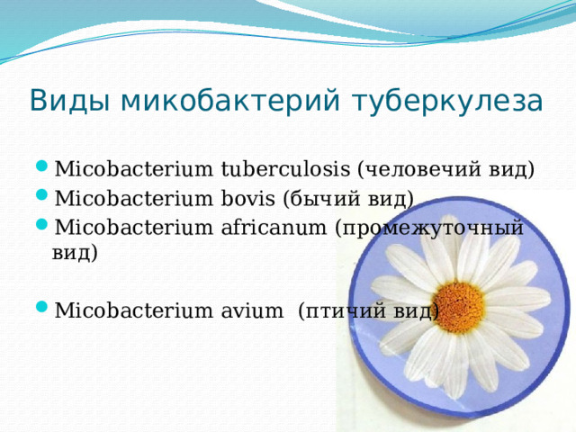 Виды микобактерий туберкулеза Micobacterium tuberculosis (человечий вид) Micobacterium bovis (бычий вид) Micobacterium africanum (промежуточный вид) Micobacterium avium (птичий вид) 