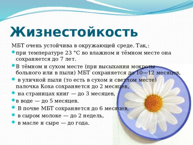 Жизнестойкость МБТ очень устойчива в окружающей среде. Так,: при температуре 23 °C во влажном и тёмном месте она сохраняется до 7 лет. В тёмном и сухом месте (при высыхании мокроты больного или в пыли) МБТ сохраняется до 10—12 месяцев,  в уличной пыли (то есть в сухом и светлом месте) палочка Коха сохраняется до 2 месяцев,  на страницах книг — до 3 месяцев, в воде — до 5 месяцев.  В почве МБТ сохраняется до 6 месяцев,  в сыром молоке — до 2 недель,  в масле и сыре — до года. 