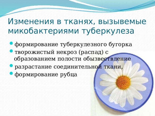 Изменения в тканях, вызывемые микобактериями туберкулеза   формирование туберкулезного бугорка творожистый некроз (распад) с образованием полости обызвествление разрастание соединительной ткани, формирование рубца 