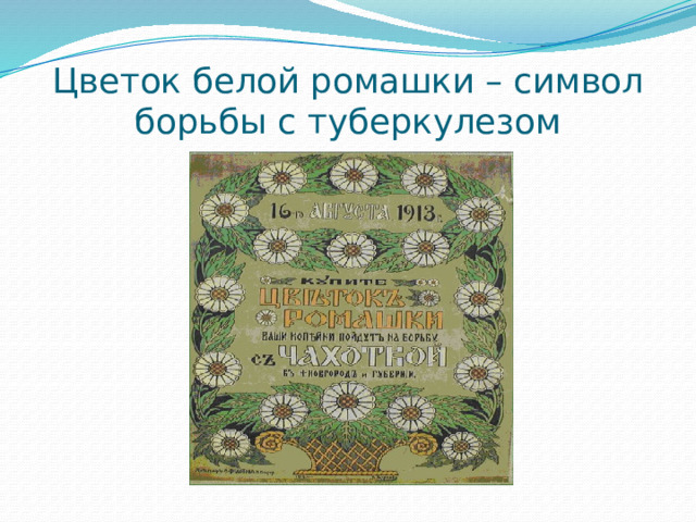 Цветок белой ромашки – символ борьбы с туберкулезом 