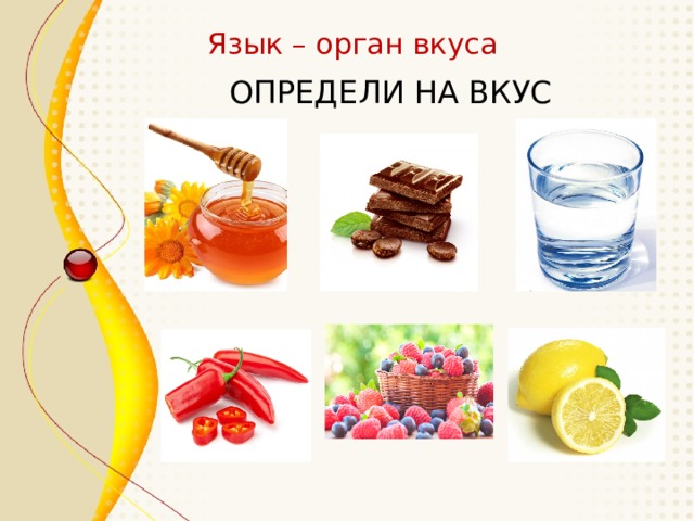 Язык – орган вкуса ОПРЕДЕЛИ НА ВКУС 
