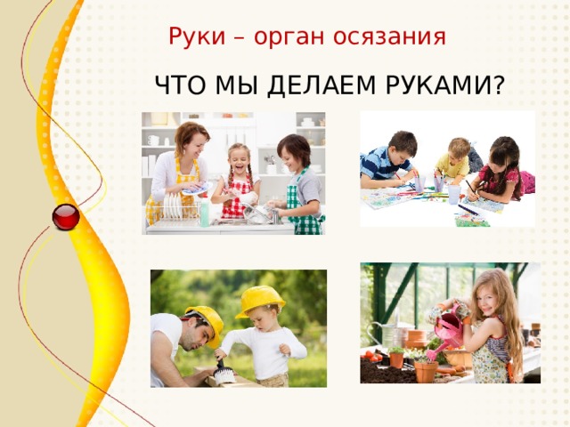 Руки – орган осязания ЧТО МЫ ДЕЛАЕМ РУКАМИ? 