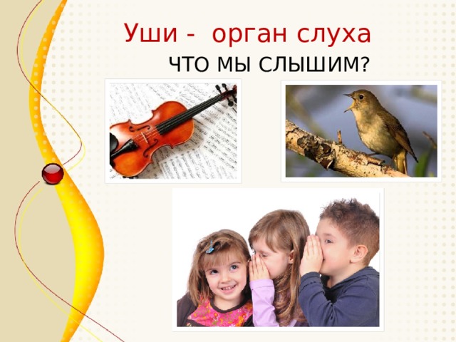 Уши - орган слуха ЧТО МЫ СЛЫШИМ? 