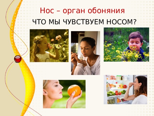 Нос – орган обоняния ЧТО МЫ ЧУВСТВУЕМ НОСОМ? 