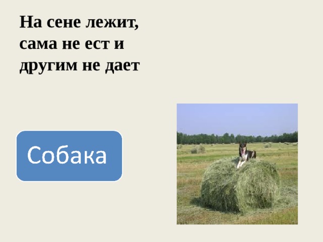 На сене лежит,  сама не ест и другим не дает 