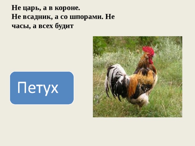 Не царь, а в короне.  Не всадник, а со шпорами. Не часы, а всех будит 