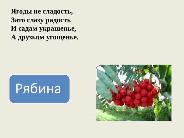 Ягоды не сладость,  Зато глазу радость  И садам украшенье,  А друзьям угощенье. 