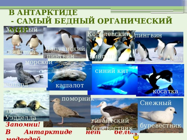 В Антарктиде  - самый бедный органический мир Хохлатый  пингвин Королевский  пингвин пингвин  Адели Папуанский  пингвин  морской леопард синий кит кашалот косатка поморник Снежный буревестник тюлень Уэдделла гигантский буревестник Запомни! В Антарктиде нет белых медведей 