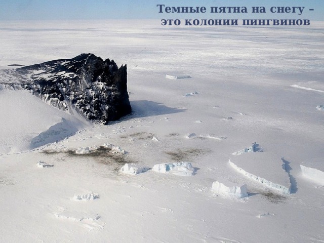 Темные пятна на снегу –  это колонии пингвинов 