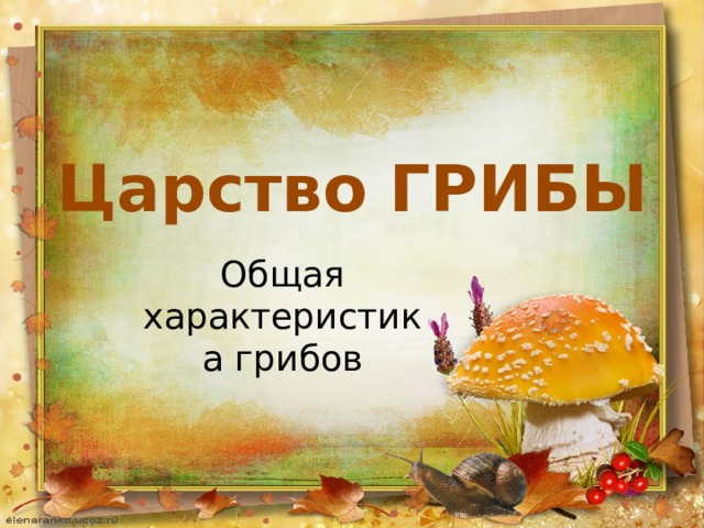 Царство ГРИБЫ Общая характеристика грибов 
