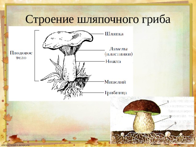 Строение шляпочного гриба 