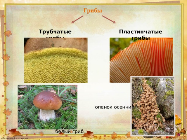 Грибы Трубчатые грибы Пластинчатые грибы опенок осенний белый гриб  