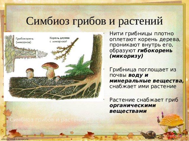 Симбиоз грибов и растений Нити грибницы плотно оплетают корень дерева, проникают внутрь его, образуют гибокорень (микоризу)  Грибница поглощает из почвы воду и минеральные вещества, снабжает ими растение Растение снабжает гриб органическими веществами Симбиоз грибов и растений К содержанию 