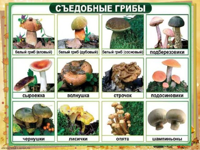 Съедобные грибы 
