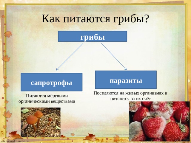 Как питаются грибы? грибы паразиты сапротрофы Поселяются на живых организмах и питаются за их счёт Питаются мёртвыми органическими веществами 