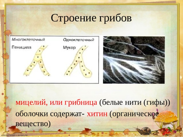 Строение грибов мицелий, или грибница (белые нити (гифы)) оболочки содержат- хитин (органическое вещество) 