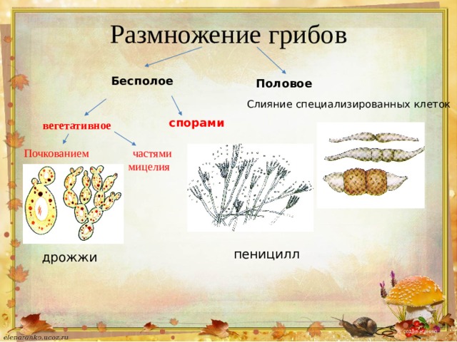 Размножение грибов Бесполое Половое  Слияние специализированных клеток спорами вегетативное Почкованием  частями  мицелия пеницилл дрожжи К содержанию 