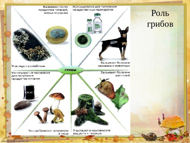 Роль грибов 
