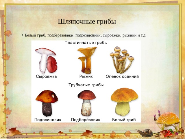 Шляпочные грибы Белый гриб, подберёзовики, подосиновики, сыроежки, рыжики и т.д. 