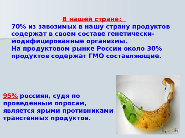  В нашей стране: 70% из завозимых в нашу страну продуктов содержат в своем составе генетически-модифицированные организмы. На продуктовом рынке России около 30% продуктов содержат ГМО составляющие.  95% россиян, судя по проведенным опросам, является ярыми противниками трансгенных продуктов.  