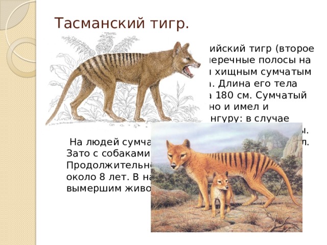 Тасманский тигр.