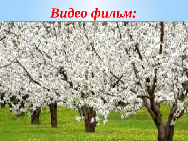 Видео фильм: 
